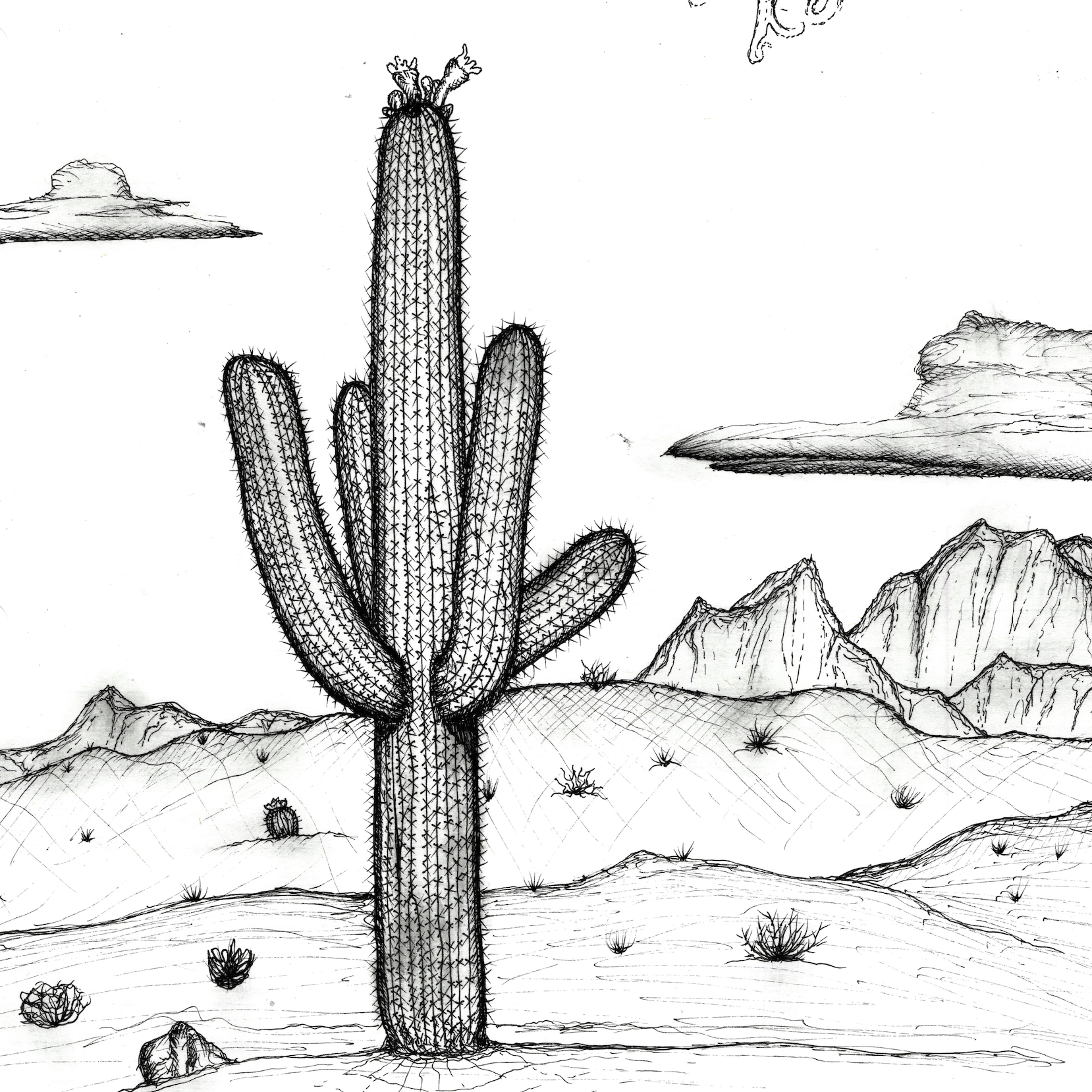 Cactus Drawing